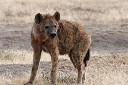Hyäne