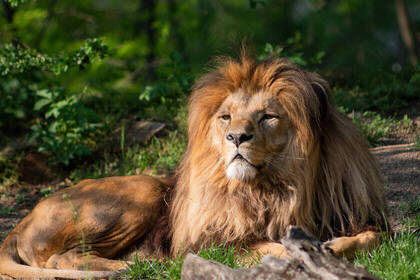 Impressive lion male