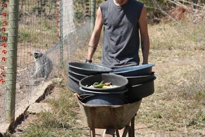 Naturschutz Affen Südafrika Volunteer