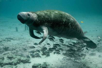 Dugong, also called sea pigs or fork tail cows