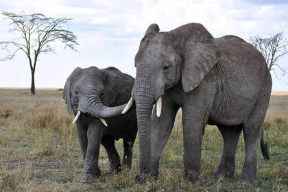 Elephants in a Tanzanian national park