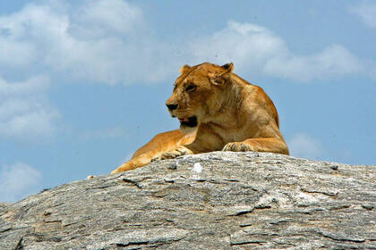 Löwin auf der Pirsch