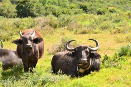 Südafrika Wildtierschutz