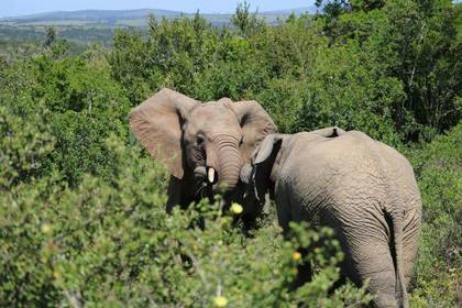 Freiwilligenarbeit Elefanten Volunteer