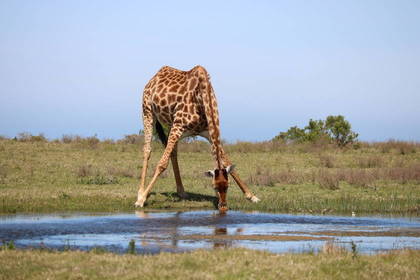 Freiwilligenarbeit Giraffe Südafrika