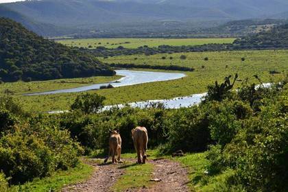 Freiwilligenarbeit Löwe Wildkatzen Südafrika