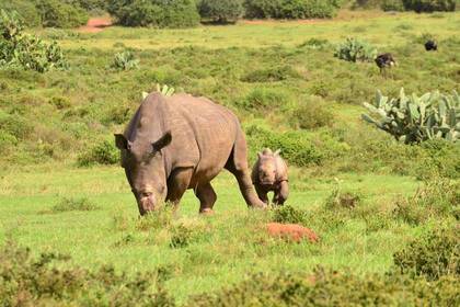Nashorn Schutz Südafrika Freiwilligenarbeit