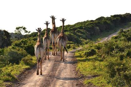 Naturreservat Südafrika Volunteer