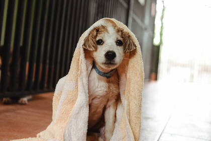Badezeit im Straßenhunde Projekt in Thailand