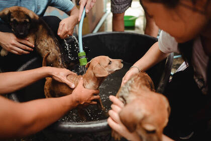 Badezeit im Straßenhunde Projekt in Thailand