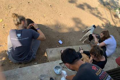 Hier werden die Hunde auf Zecken untersucht