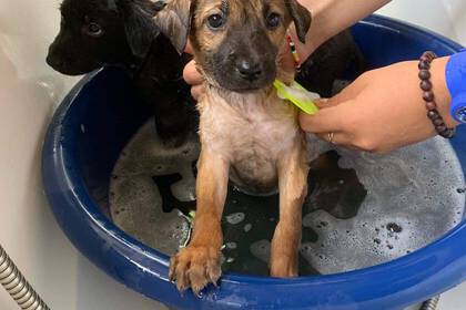 Badezeit im Straßenhunde Projekt in Thailand