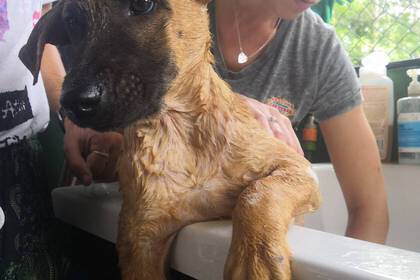 Badezeit im Straßenhunde Projekt in Thailand