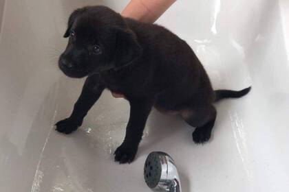 Badezeit im Straßenhunde Projekt in Thailand