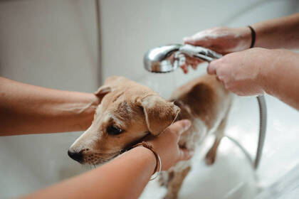 Bath time in street dogs project in Thailand