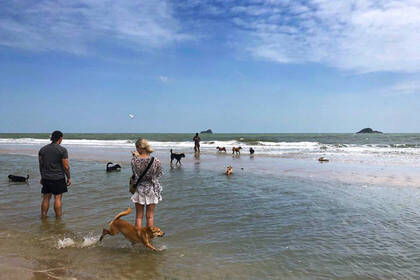 Strandspaziergang mit den Hunden