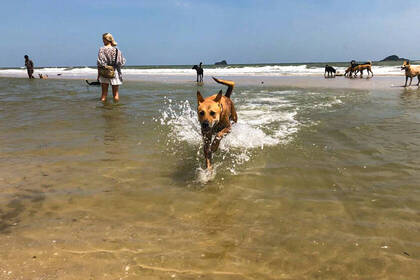 Strandspaziergang mit den Hunden