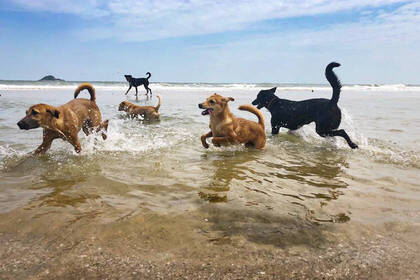 Strandspaziergang mit den Hunden