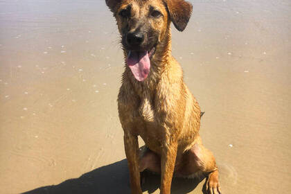 Am Strand mit den Hunden