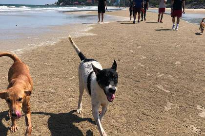 Am Strand mit den Hunden