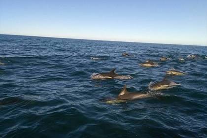 Meeresforschung Freiwilligenarbeit Südafrika