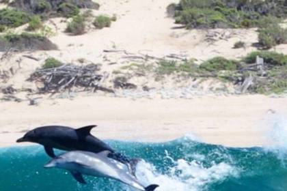 Meeressäugetiere Freiwilligenarbeit Südafrika