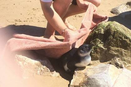 Pinguin Schutz Freiwilligendienst Südafrika