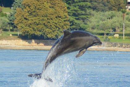 Delphin Freiwilligendienst Kroatien