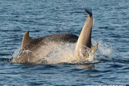 Dolphin protection Croatia