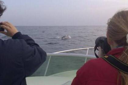 Marine dolphin research program