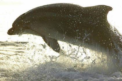 Delphin Mittelmeer