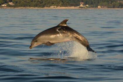 Europa Freiwilligenarbeit mit Delphinen
