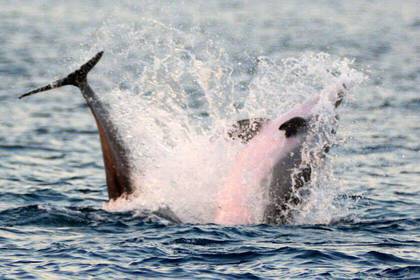 Meeresschutz Kroatien Freiwilligenarbeit