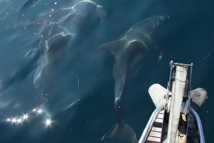 Mittelmeer Meeresbiologie 