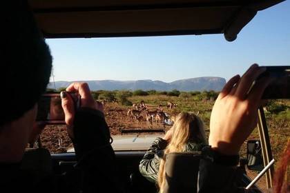 Game Drive Safari in Südafrika