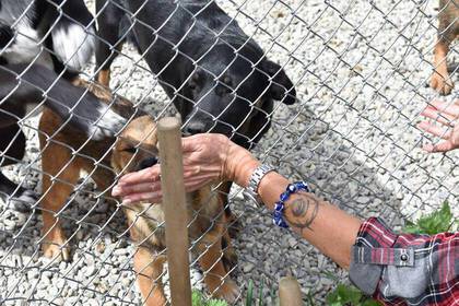 Hilf mit bei der Sozialisierung der Hunde