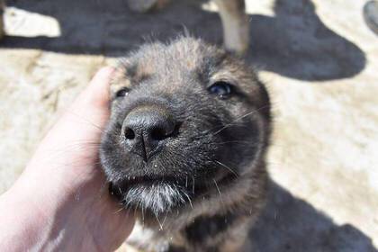 Freiwilligenarbeit in Rumänien im Hundeprojekt