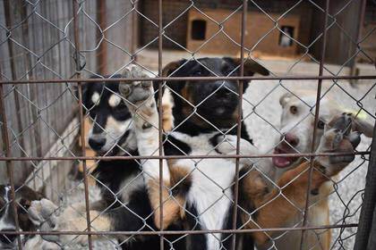 Dogs in Romania are looking for a new home