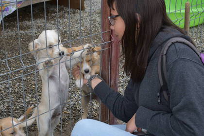 Streicheln erlaubt - die Hunde brauchen deine liebevolle Pflege