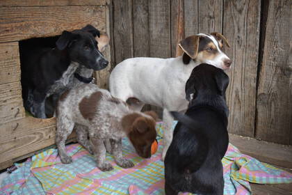 Diese Hunde suchen ein neues Zuhause
