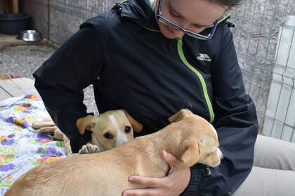 Sei für die süßen Vierbeiner da 