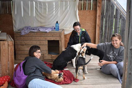 Spielen mit den Hunden im Hundeheim in Rumänien