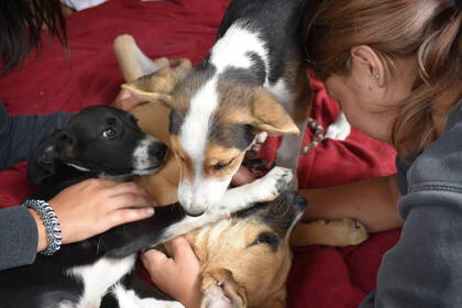 Volunteering in Transsilvanien, Rumänien