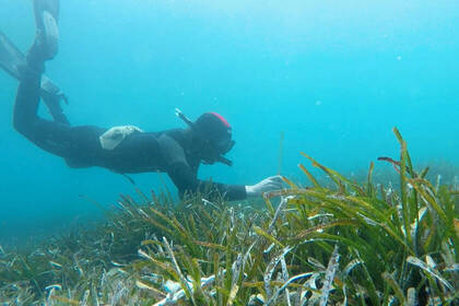 Seagrass mapping in marine environmental protection project in Greece