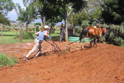Farm work South Africa Volunteer work