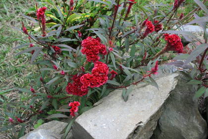 Baumschule in Tansania