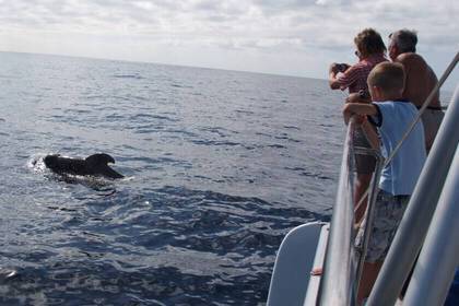Observe and research dolphins and whales in the volunteer project in Tenerife