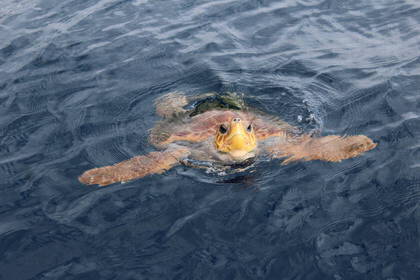 Meeresschildkröten sind ebenso wichtig und schützenswert!