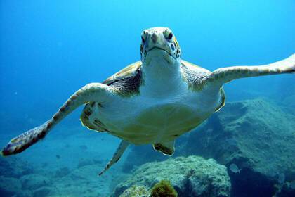 Meeresschutzprojekte auf den Kanarischen Inseln - mach mit!