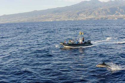 Observe and research dolphins and whales in the Canary Islands
